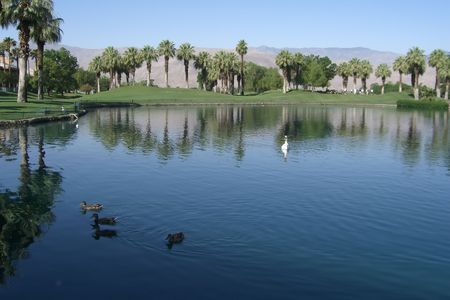 Lake with ducks at golf resort in desertの写真素材