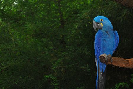 Blue parrot looking to the side with green jungle backgroundの写真素材