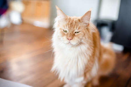 Grumpy Maine Coonの写真素材