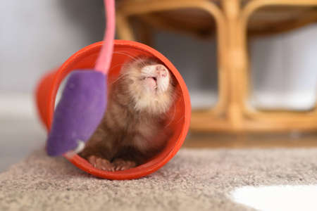 Playful Ferret, Cute and Adorableの写真素材