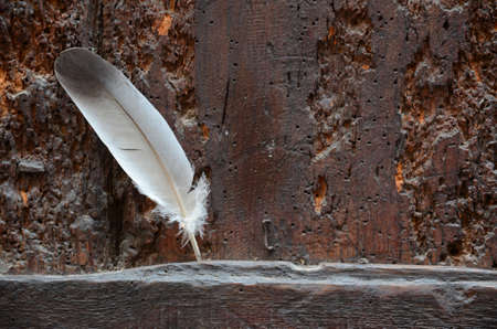 Feather on a Hard Wood Plankの写真素材