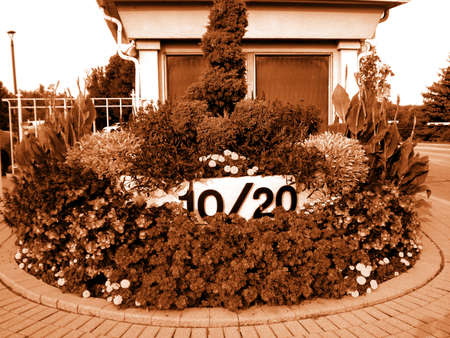 beautiful flower at the park outdoorの写真素材