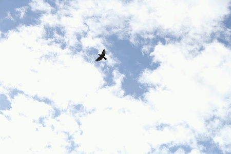 Bird flying high in the skyの素材