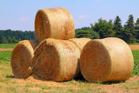 The rolls of the straw on a crop field under the blue sky