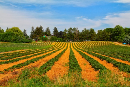 The view of the green and yellow strawberry field with blue skyの写真素材