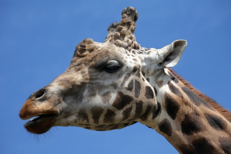 Close up shot of giraffe head on the blue sky backgroundの写真素材