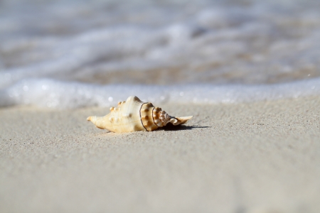 Sea shell on the beach sand, shallow focus