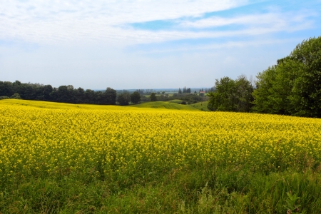 Canola field vista. Yellow canola flowers on the blue sky background. Ontario