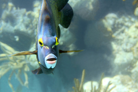 Close-up shot of the french angelfish  Shallow focus  Riveiera Maya