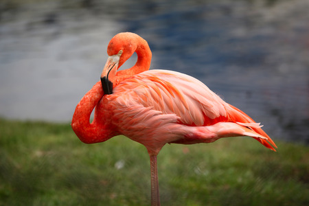 Close-up shot of the pink carribean flamingo, shallow focusの写真素材