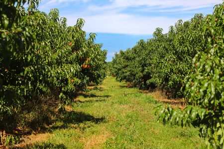 Rows of peach trees with ripe peaches, shallow focusの写真素材