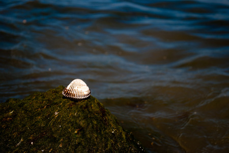 One large closed white shell on the background of the green sea water wave algae vacation bright sunny dayの写真素材