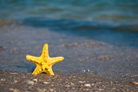 beautiful bright yellow starfish sea inhabitant on yellow sand on a blue background