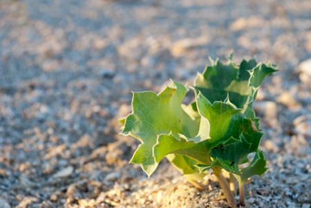Green grass plant bush on a background of yellow sand, coast of the desertの写真素材