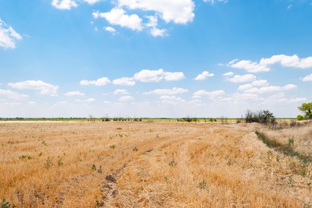 Yellow orange squashed field, field after harvest, against the background of the horizon, a blue sky with clouds, a bright sunny dayの写真素材