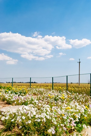 Green and white field with flowers and grass, a background of the horizon, a blue sky with clouds, a bright sunny dayの写真素材