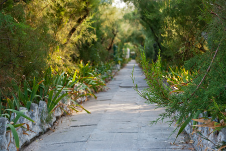 The long path is a path made of stone large tiles, among the greenery of bushes and trees,
