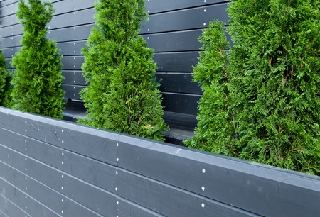 row of coniferous trees, thuja, fir in a wooden pot, against a black wooden wall, sunset summer greens sunの写真素材