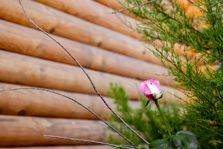 Green branch of coniferous tree fir pine, pink rose, on a background of wooden logs, wall frame, green leaves of a branch, foliage, bright sunny dayの写真素材