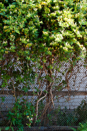 Large green bush tree with green leavesの写真素材