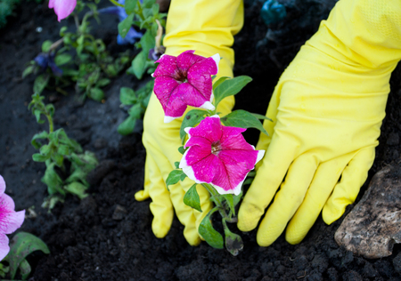 ands in yellow rubber gloves holdの写真素材