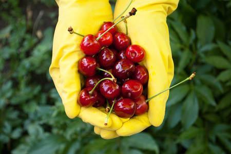 Ripe red sweet cherry in the handsの写真素材