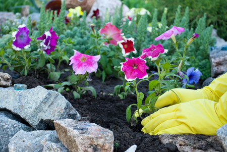 Hands in yellow rubber pink petunia flowerの写真素材