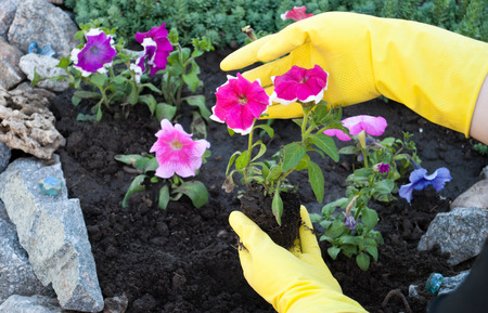 Hands in yellow rubber pink petunia flowerの写真素材