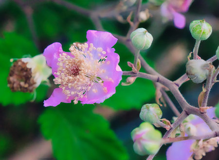 A Bayahibe rose flower in bloom. Calm outdoor nature scene with natural light highlighting its...