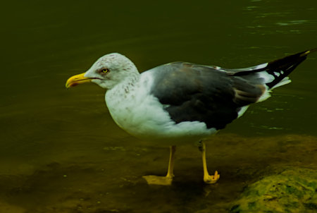 A dark seagull standing on a rock in a flowing river, showing detailed feathers and natural posture...
