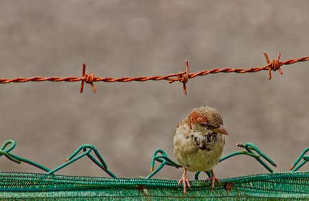 A sparrow perched on green garden mesh, with a barbed wire visible above its head, showing natural details and outdoor textures.の写真素材