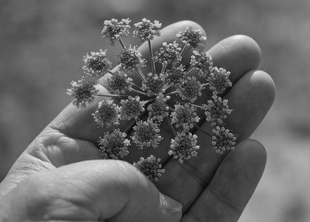 Black and white close-up of a human palm holding a delicate flower, symbolizing simplicity and...