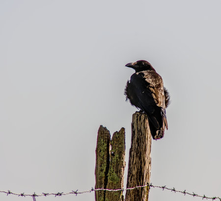 Common raven perched on a wooden fence post wrapped with barbed wire against a white blurred...