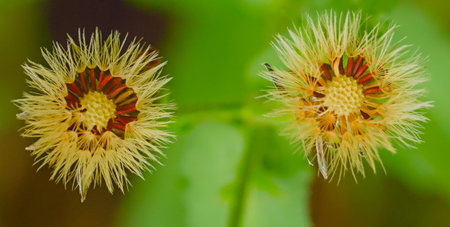 Close-up of two dandelion flowers in bright natural light. Detailed petals and soft textures make...