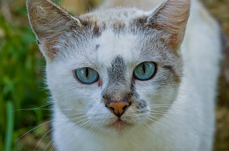 Close-up of a white cat with striking blue-green eyes. The image highlights the catâs fur texture and vivid eye color.の写真素材