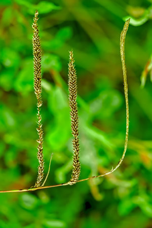 Close-up of three wheat spikes in early growth, showing vibrant green stems and developing grains...