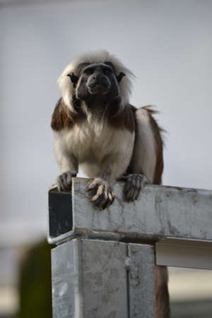 Saguinus oedipusの写真素材