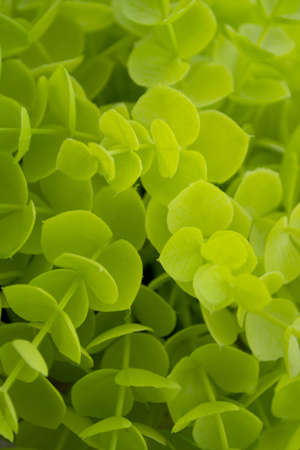 Green leaves