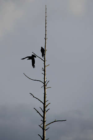 Birds on a tree