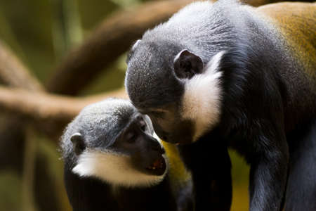 Monkeyの写真素材