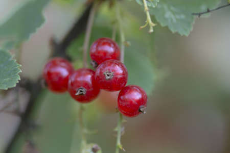 ripening redcurrant