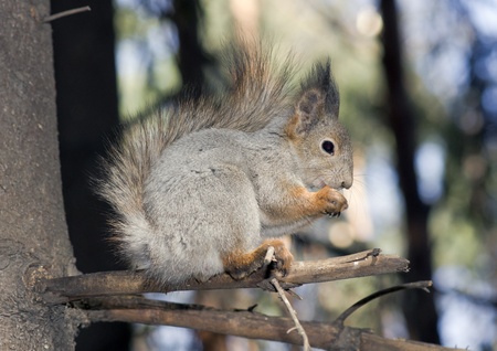 squirrelの写真素材
