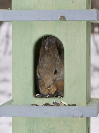 The squirrel in a small houseの写真素材