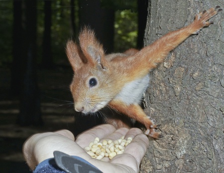 The squirrel eats from a handの写真素材