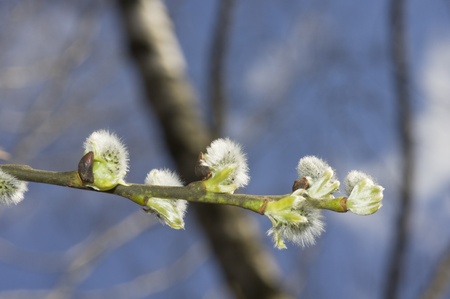 Willow flowers.の写真素材