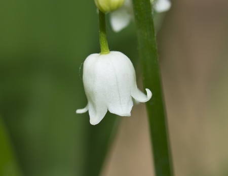 Flower of a lily of the valleyの写真素材