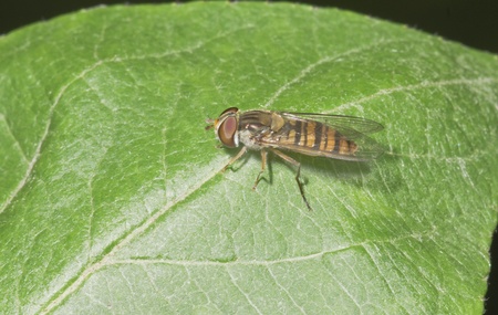 Fly