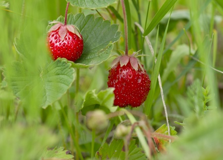 Strawberryの写真素材