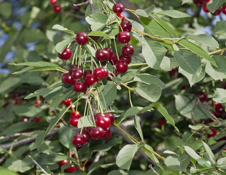 Cherryの写真素材