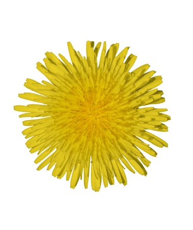 Dandelionの写真素材